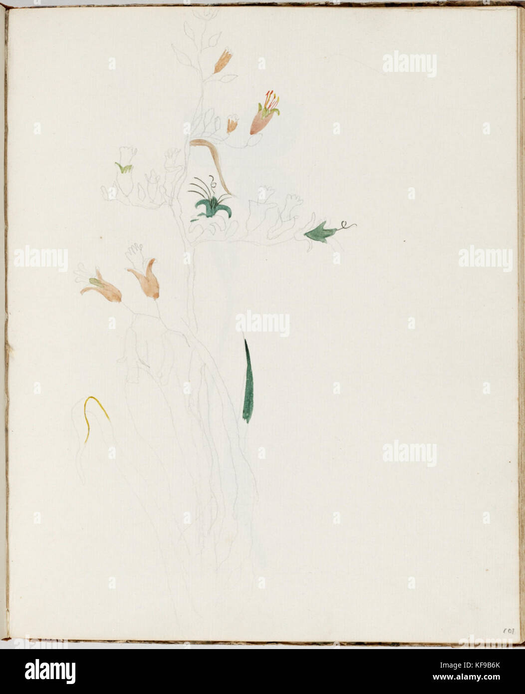 479471 Untitled and unfinished drawing New Zealand flax Stock Photo Alamy