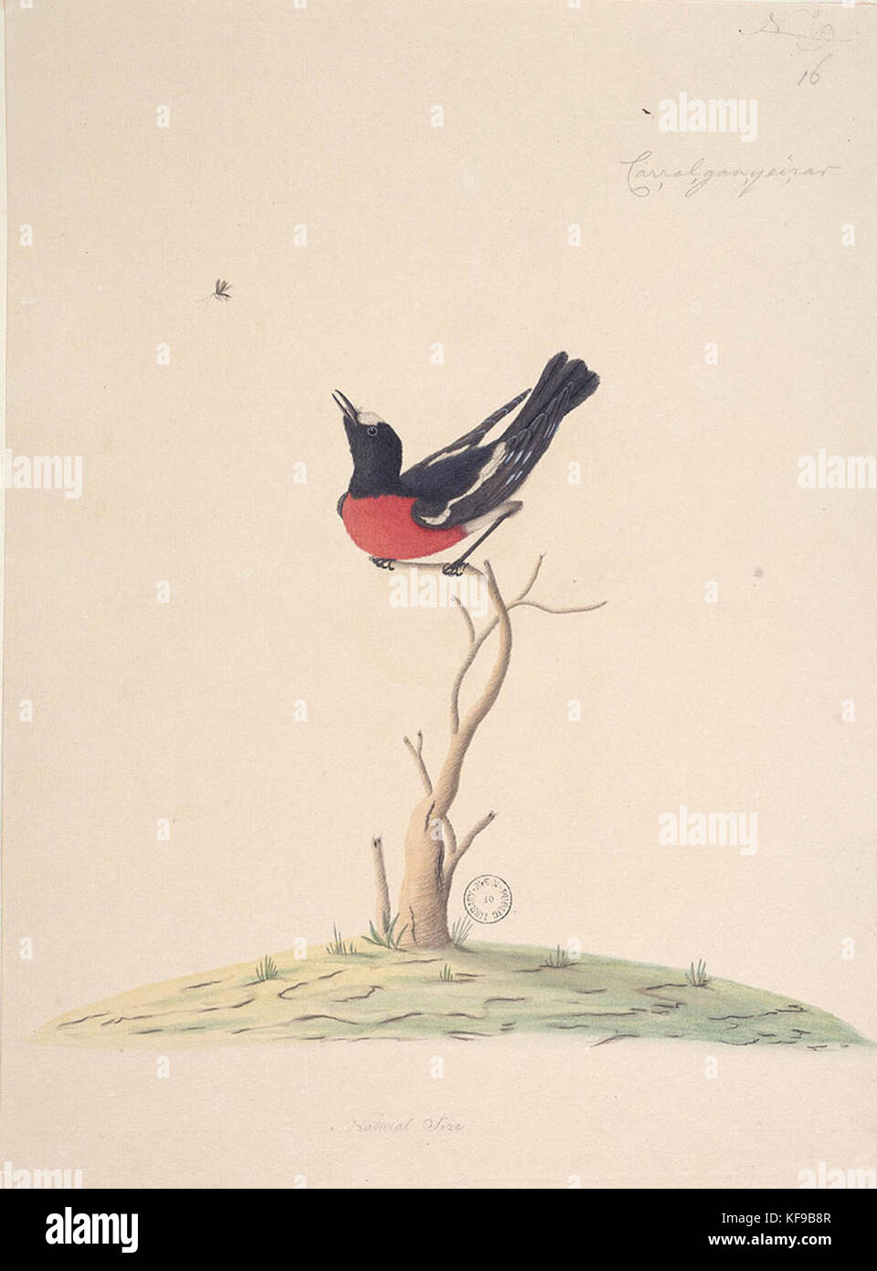 823076 f25 Scarlet Robin male Petroica multicolor Stock Photo Alamy