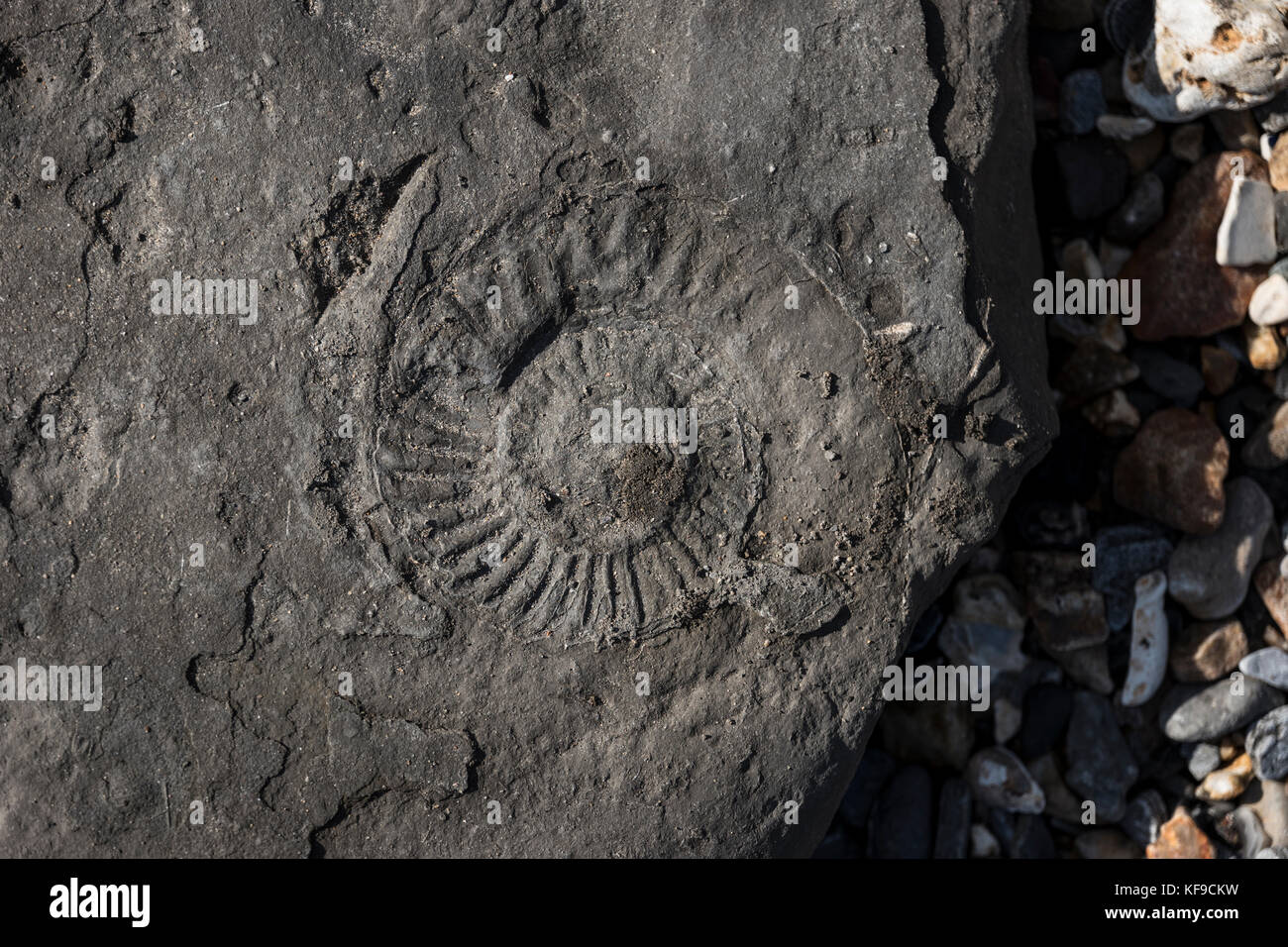 Fossil hunting on Lyme Regis beach, UK Stock Photo Alamy