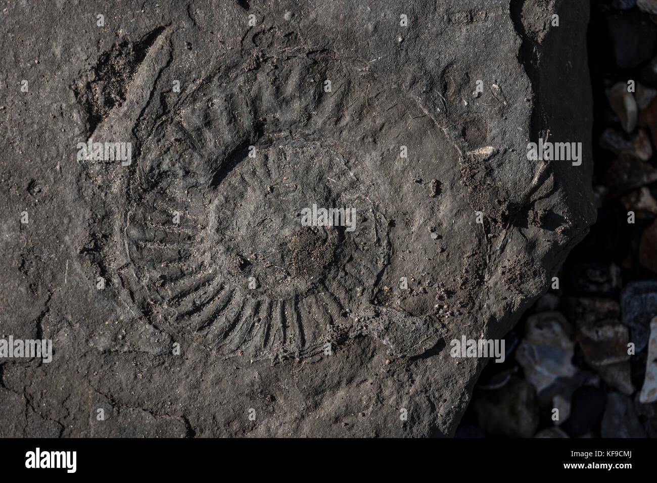 Fossil hunting on Lyme Regis beach, UK Stock Photo Alamy