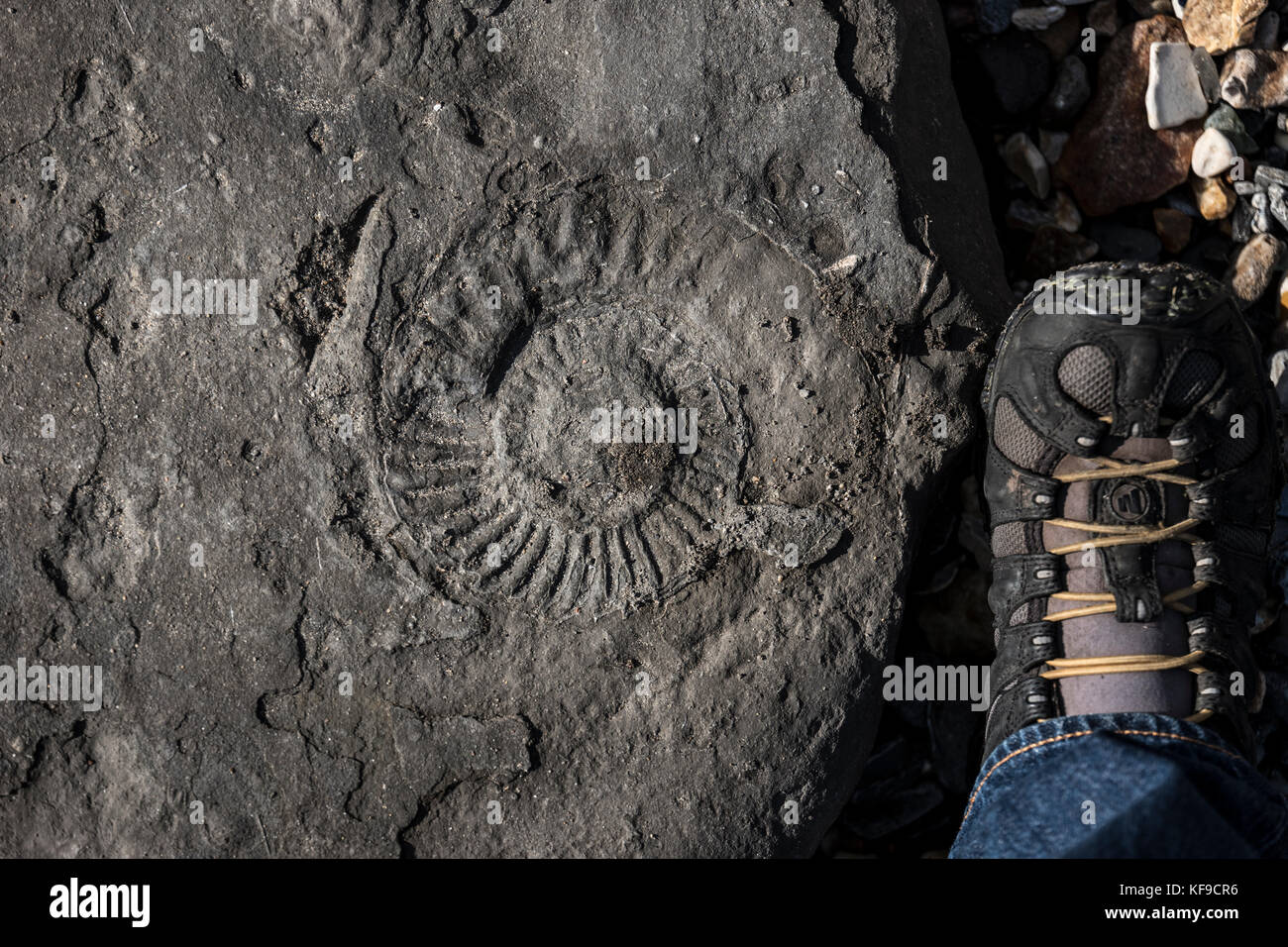 Fossil hunting on Lyme Regis beach, UK Stock Photo Alamy