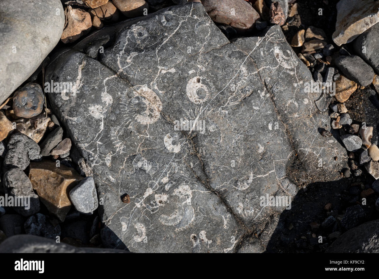 Fossil hunting on Lyme Regis beach, UK Stock Photo Alamy