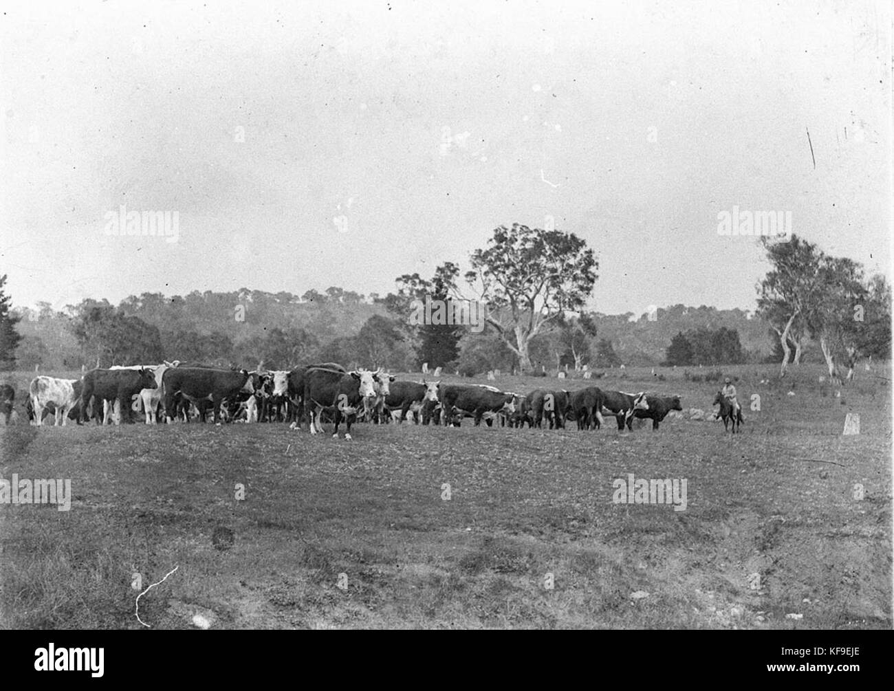 Cattle australian outback Black and White Stock Photos & Images - Alamy