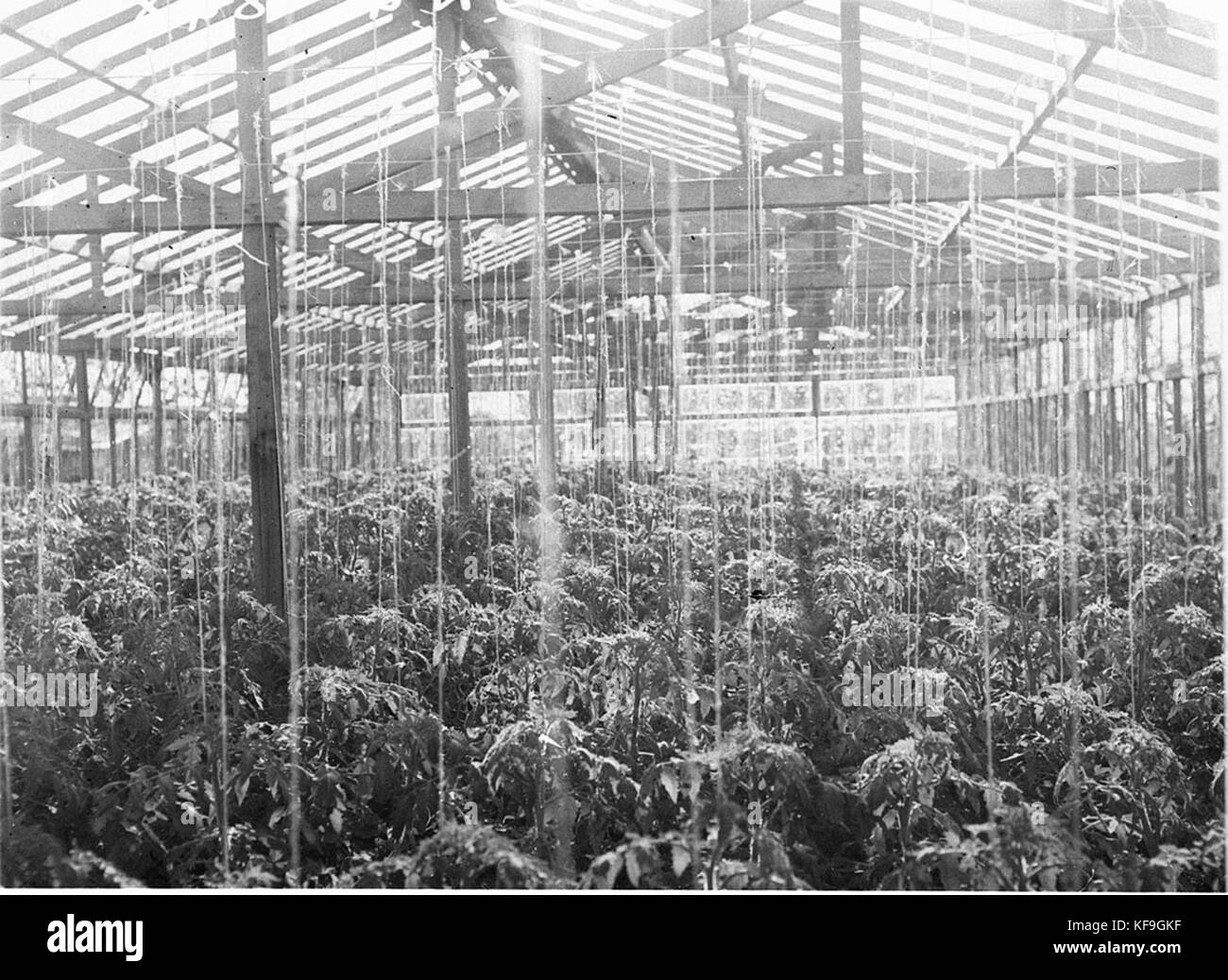 43853 Inside a large plant nursery Stock Photo Alamy