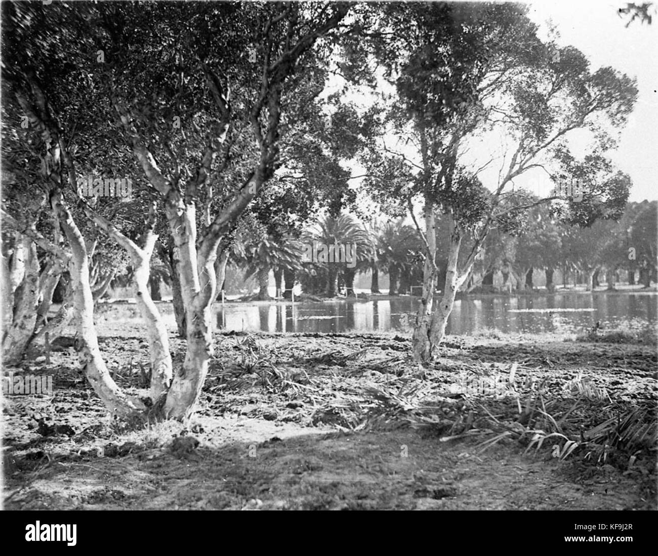 Tranquil scenery pond trees Black and White Stock Photos & Images - Alamy