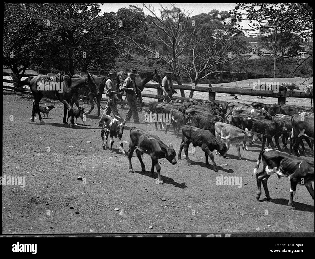 31472 Waratah Saleyards Stock Photo Alamy
