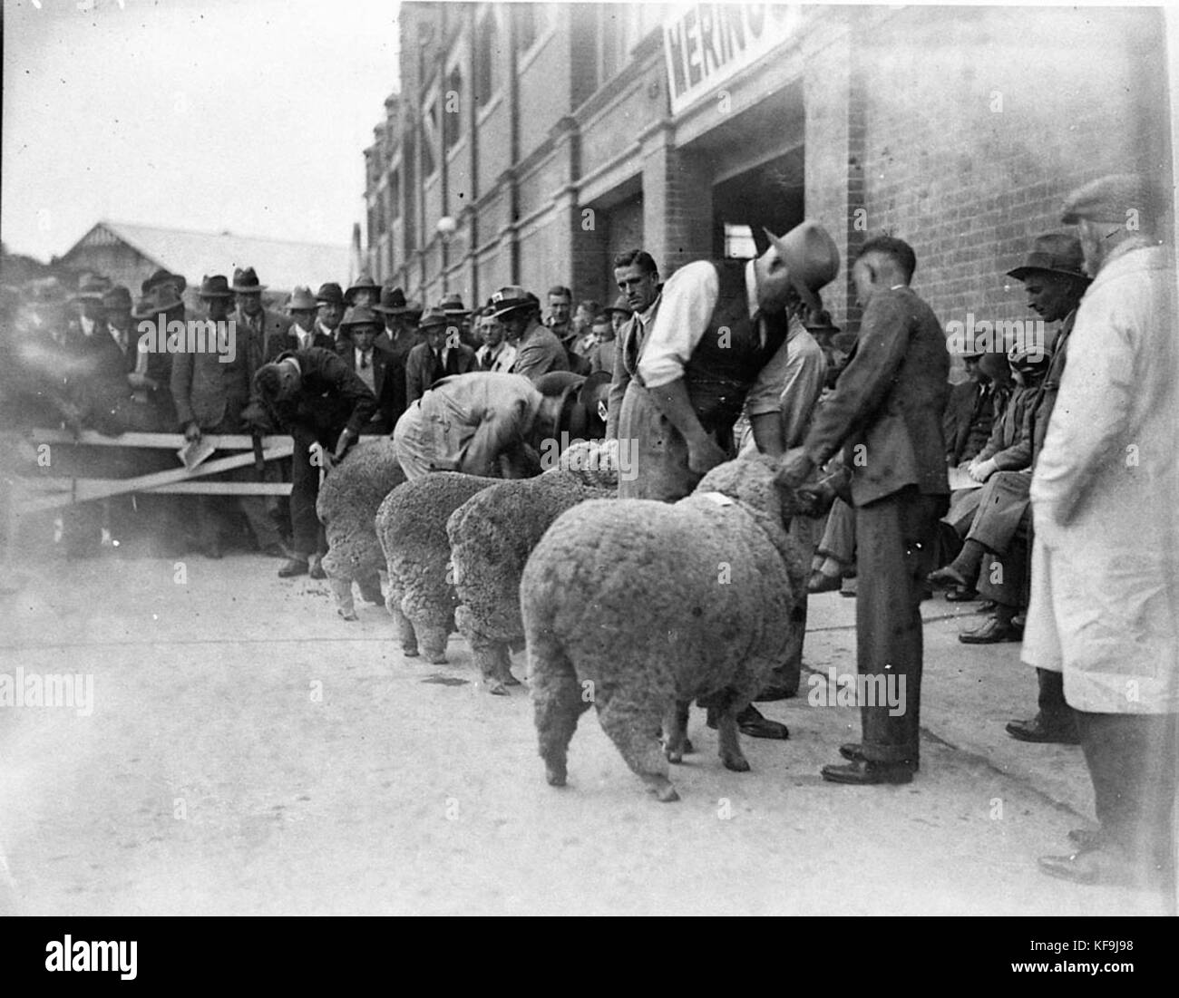 A photograph showing 7627 rams lined up for judging at a livestock ...