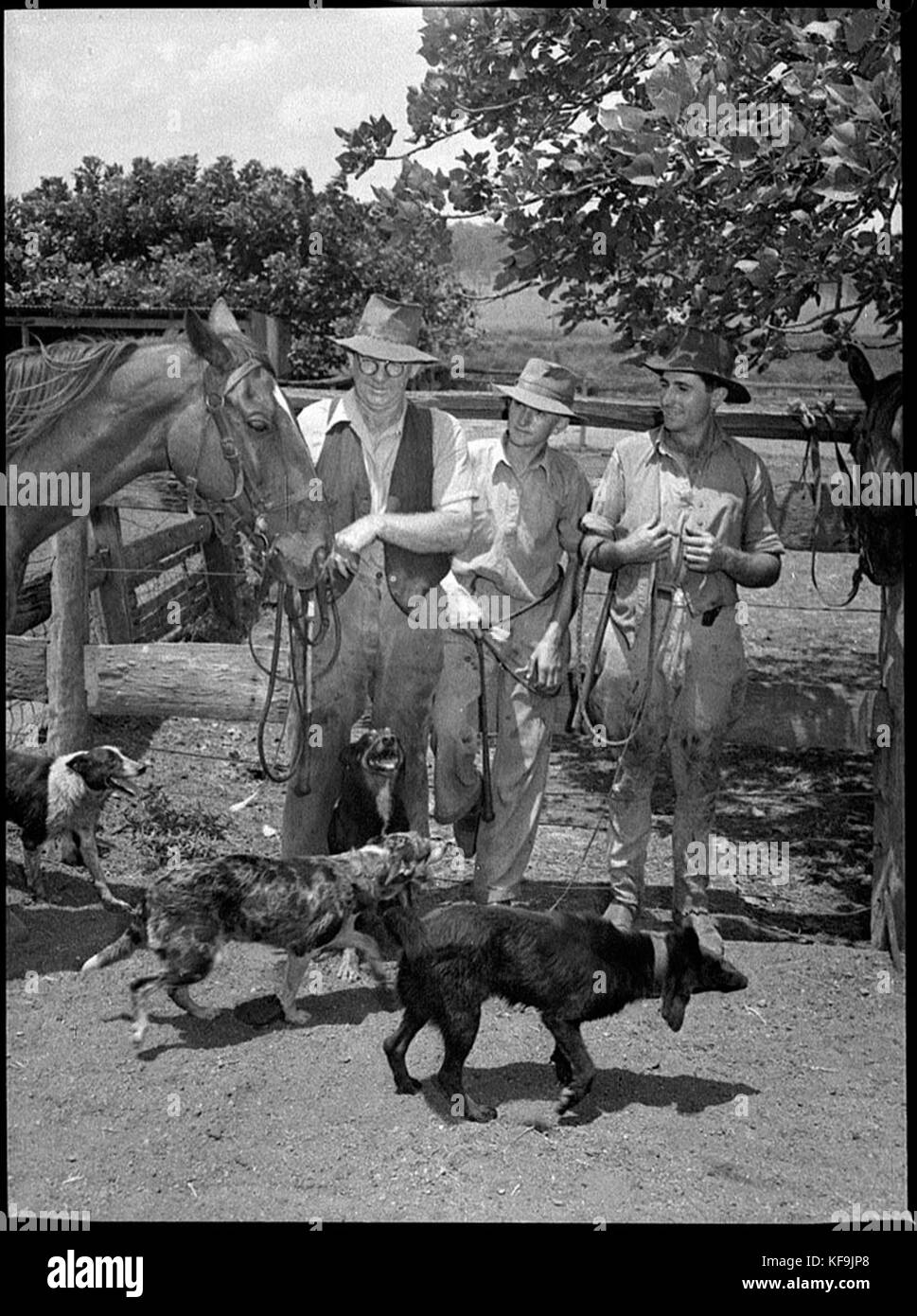 31470 Waratah Saleyards Stock Photo Alamy