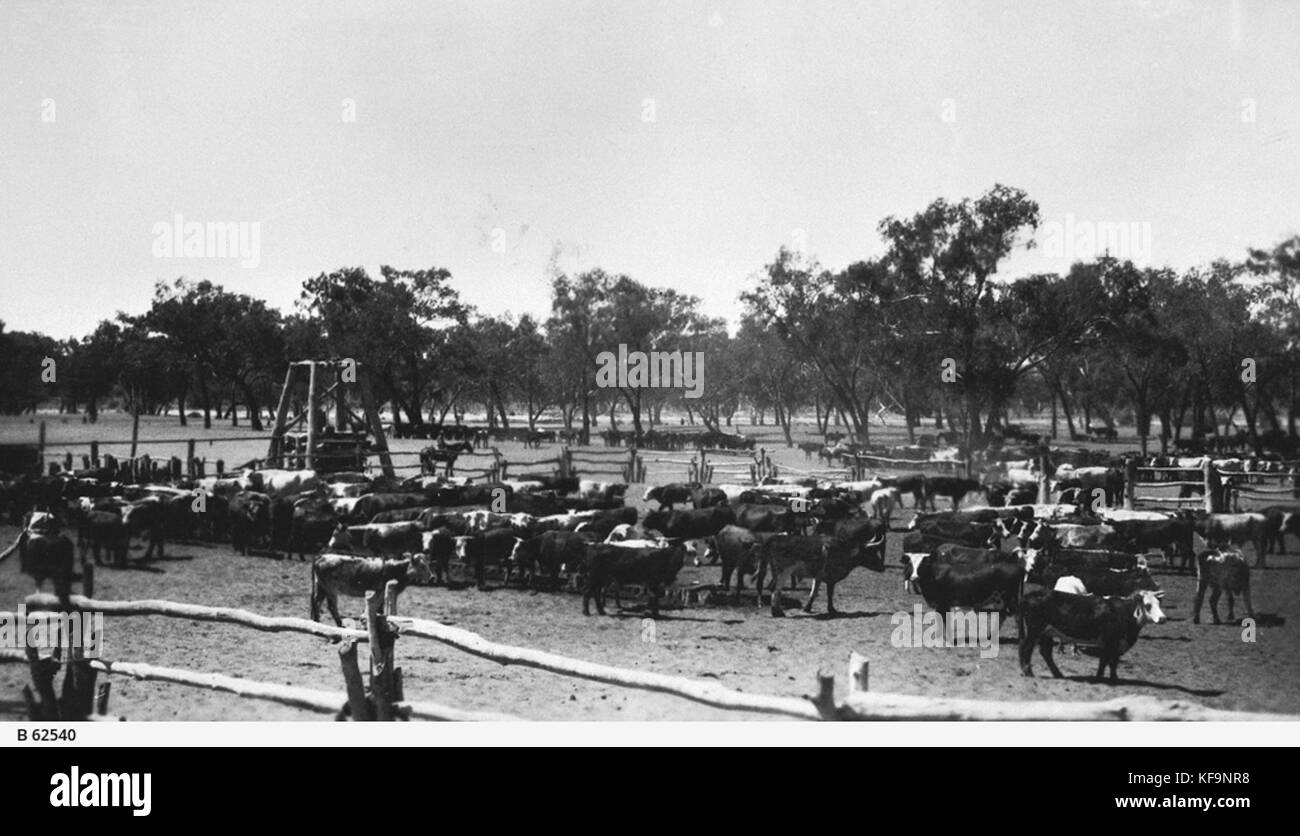Cattle station Black and White Stock Photos & Images - Alamy