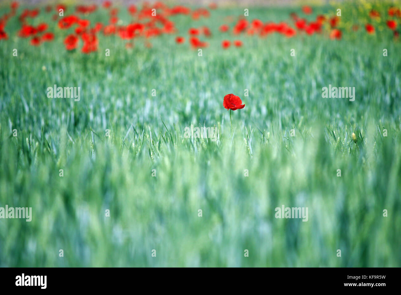 poppy flower in green field spring season Stock Photo - Alamy
