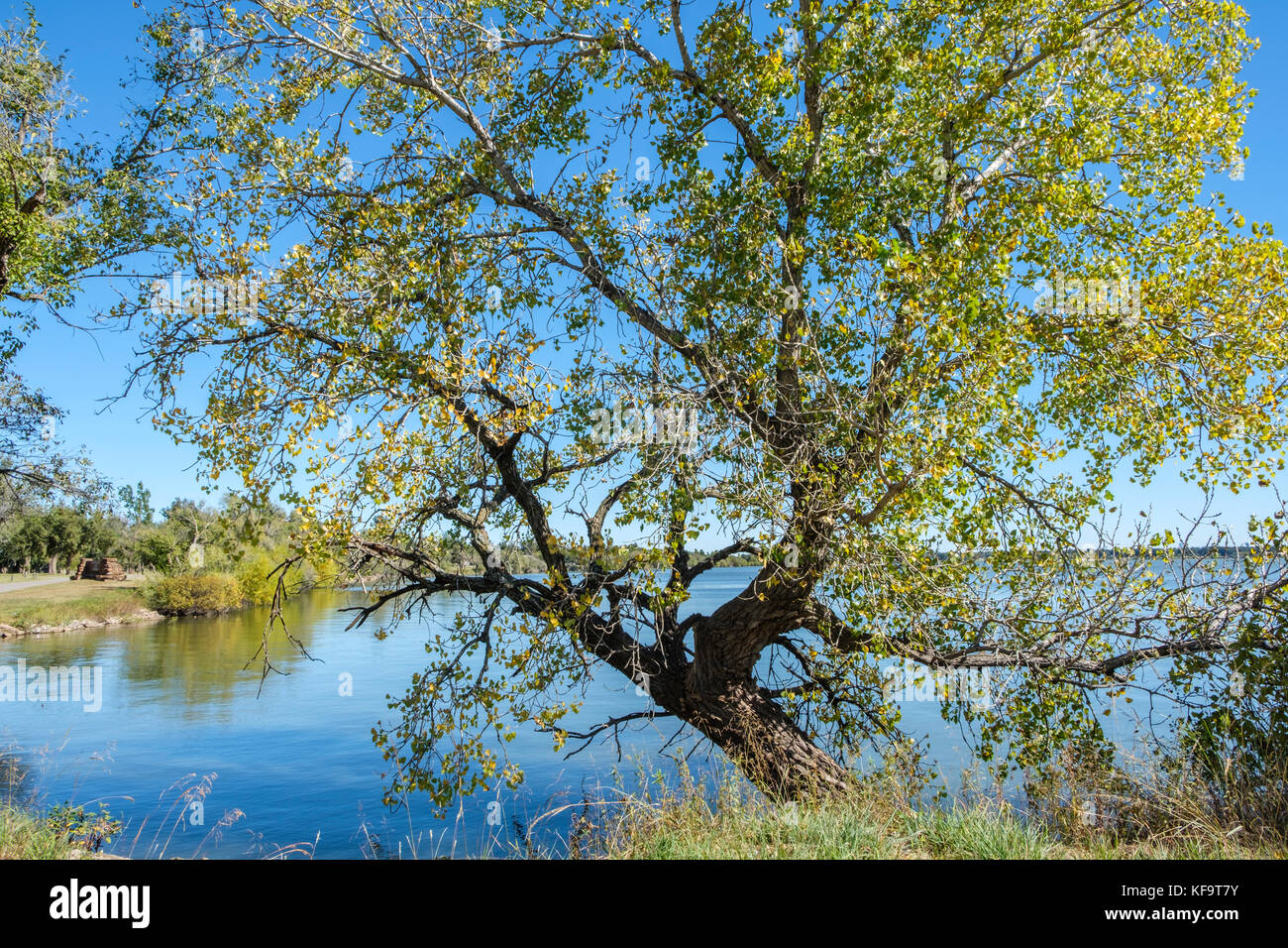 Large mature Eastern Cottonwood tree early autumn growing on the bank of a lake in Oklahoma, USA. Stock Photo