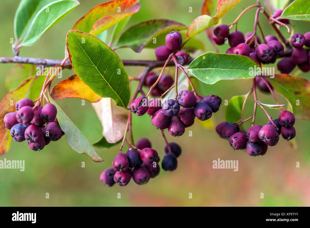 Cotoneaster arbusculus dark blue berries, fruits on branch, shrub in autumn Cotoneaster berries Stock Photo