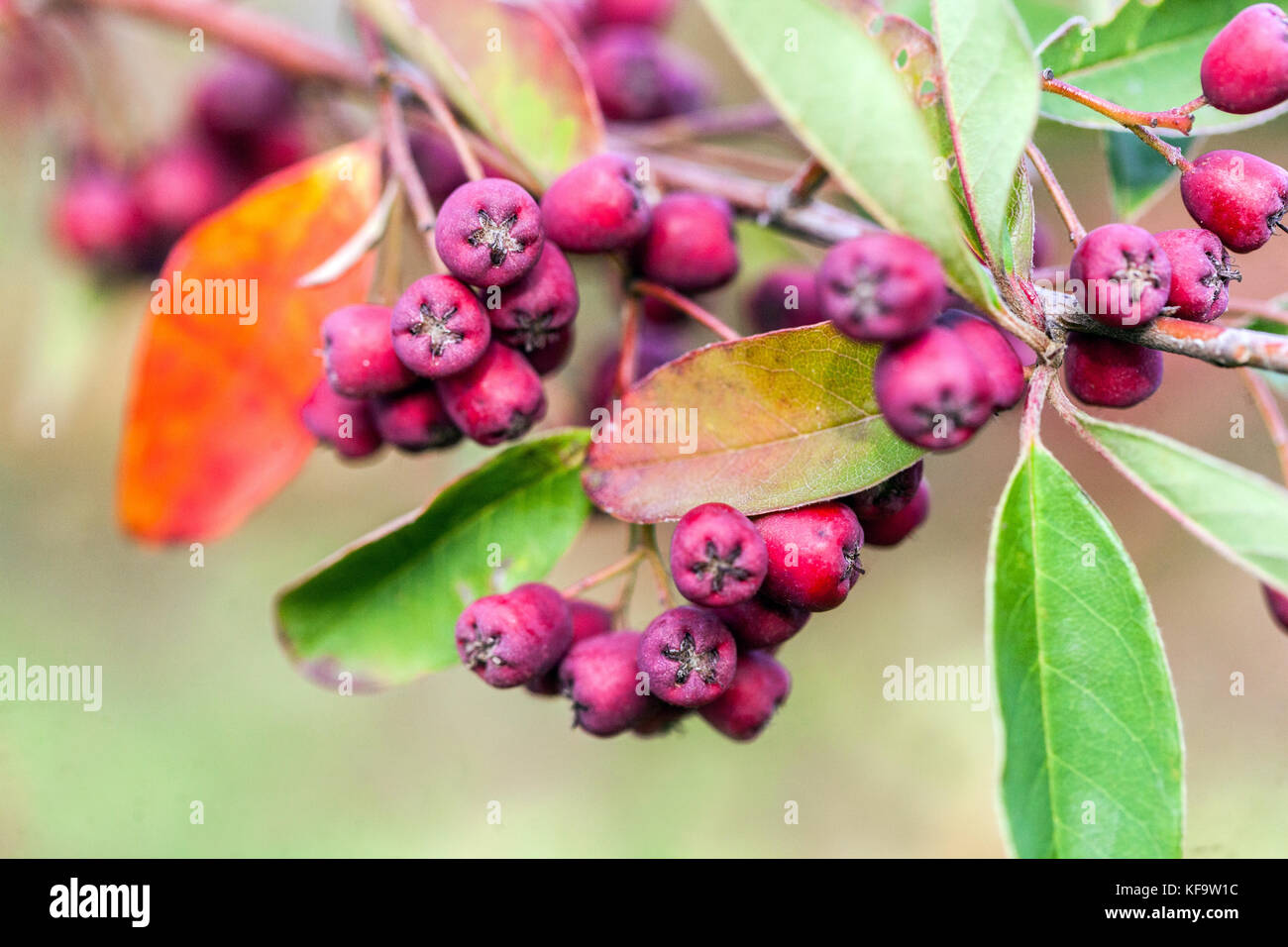 Cotoneaster arbusculus berries, fruits on branch, shrub in autumn Cotoneaster berries Stock Photo