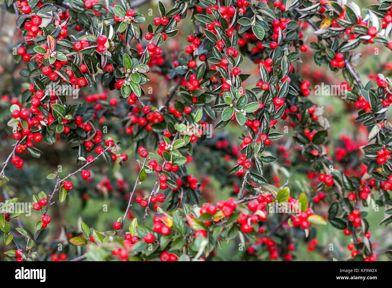Cotoneaster induratus red berries, fruits on branch, shrub in autumn Cotoneaster berries Stock Photo