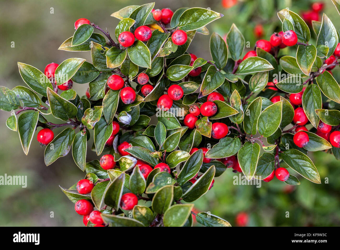 Cotoneaster racemiflorus red berries, fruits on branch, shrub in autumn Cotoneaster berries Stock Photo