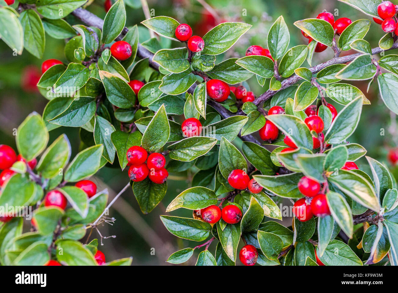 Cotoneaster racemiflorus red berries on branches autumn Cotoneaster berries Stock Photo