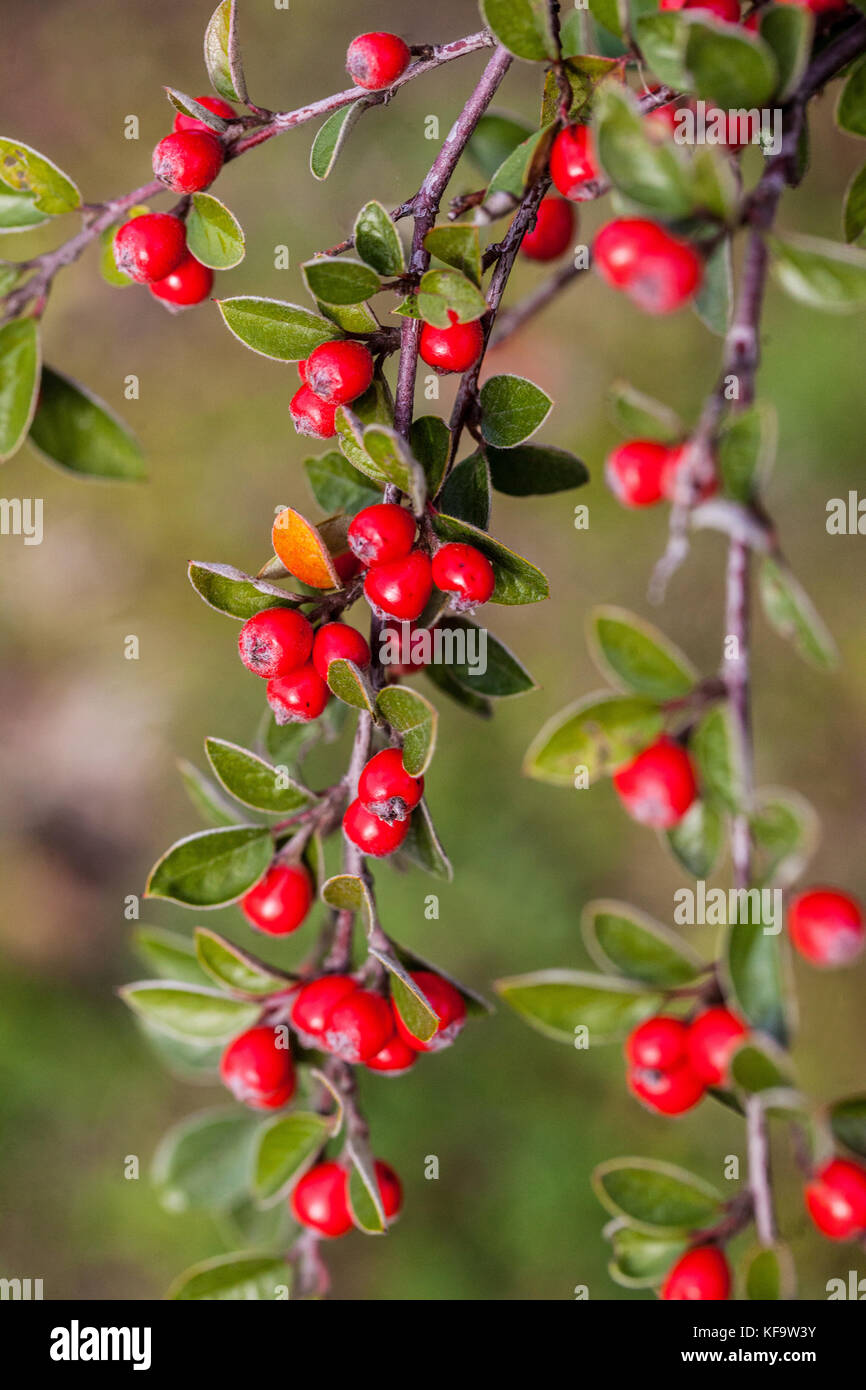 Cotoneaster red berries on branch, shrub in autumn Cotoneaster applanatus Stock Photo
