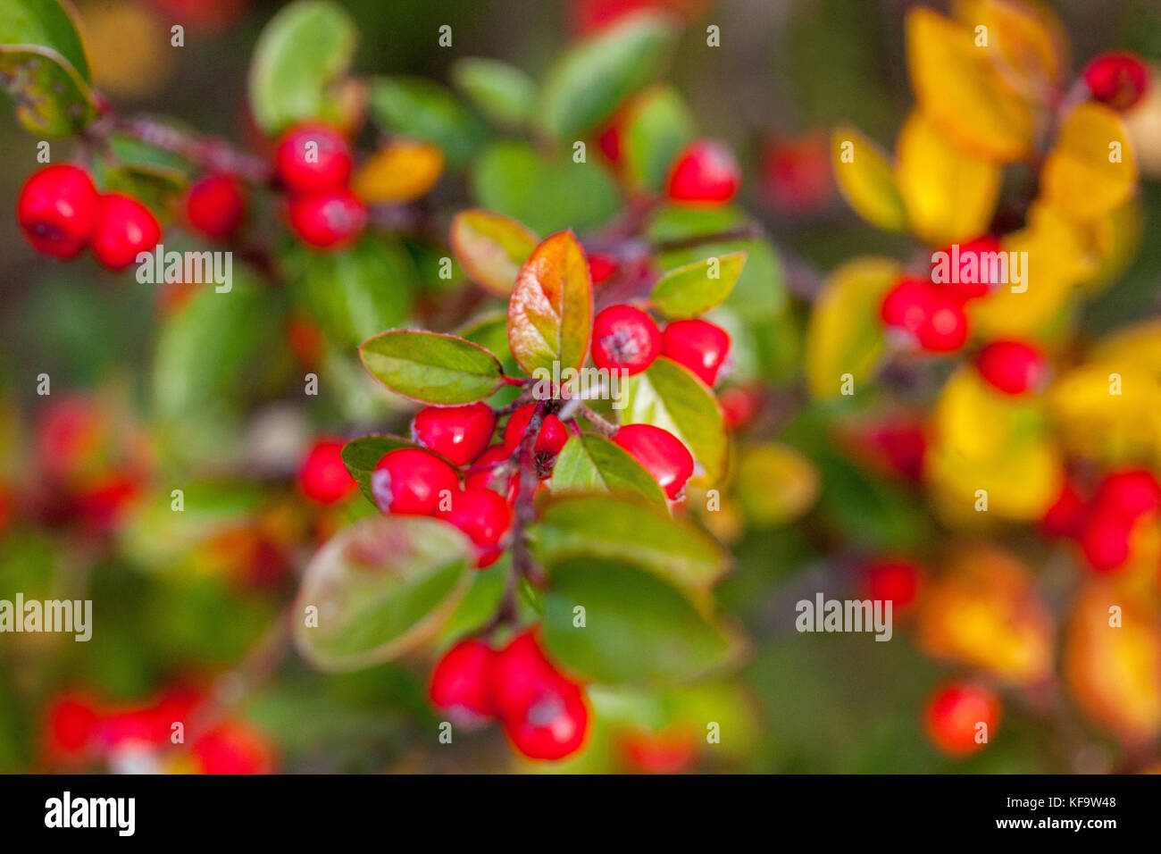 Cotoneaster applanatus red berries, fruits on branch, shrub in autumn Stock Photo