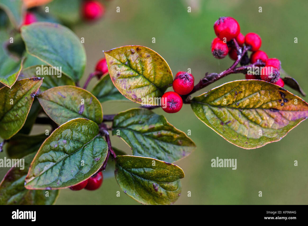 Cotoneaster mingkwongensis berries on a branch, a shrub in autumn Cotoneaster berries Stock Photo