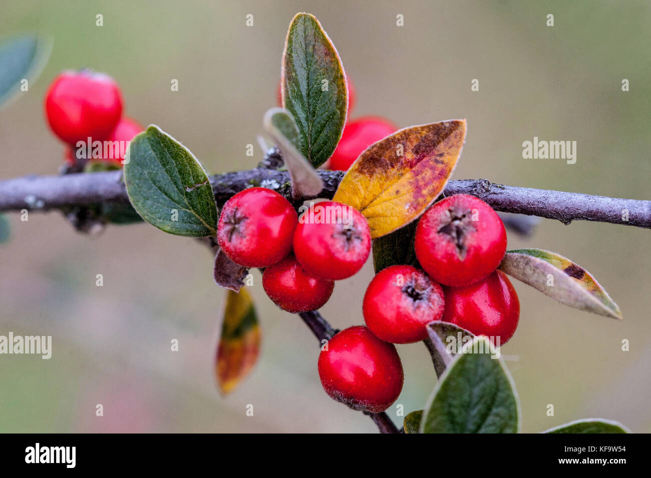 Cotoneaster zabelii red berries, fruits on branch, shrub in autumn Cotoneaster berries Stock Photo
