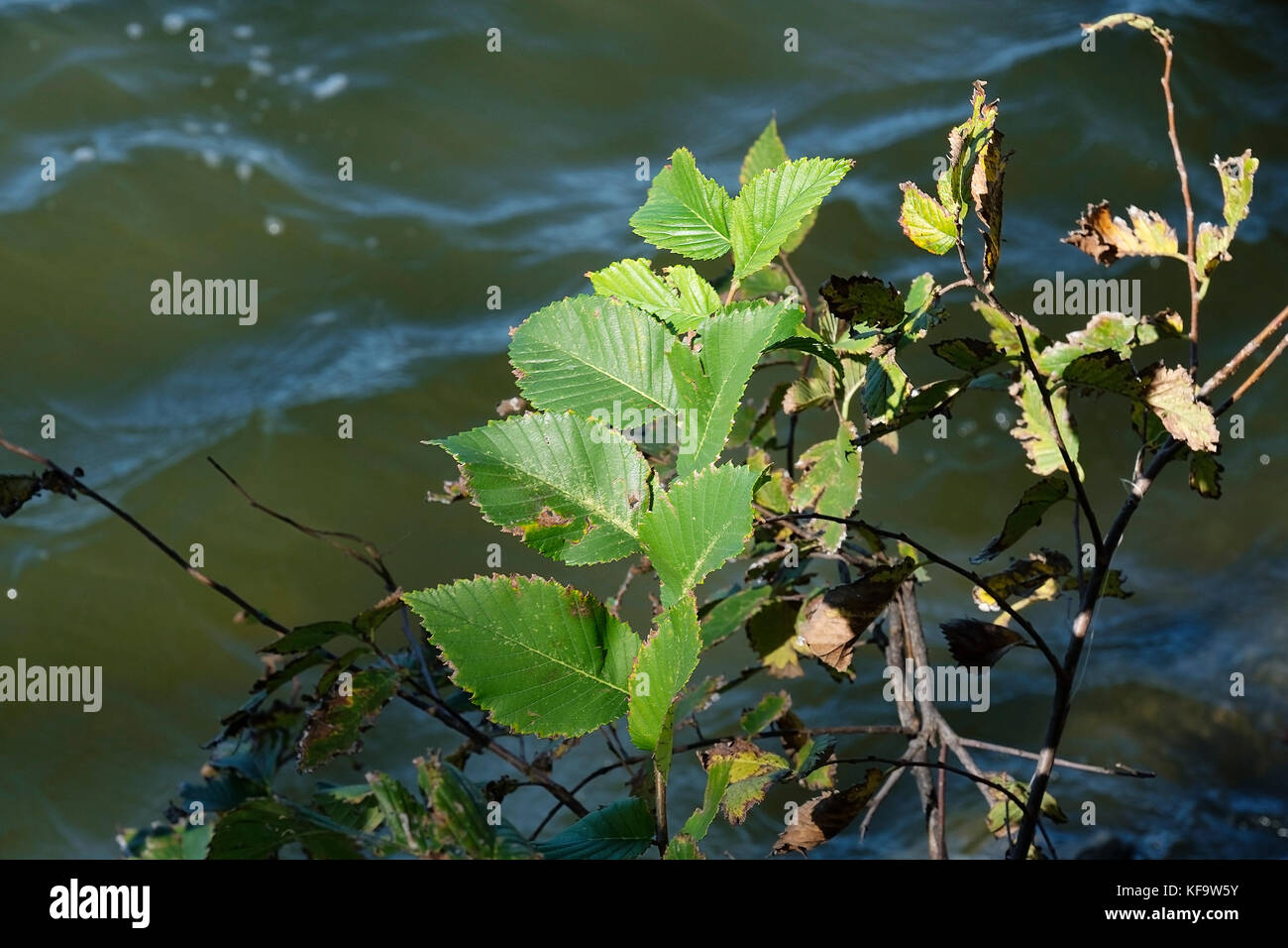 The leaves of an American Elm tree, Ulmus americana, a small tree just beginning to take hold at the edge of a lake. Oklahoma, USA. Stock Photo