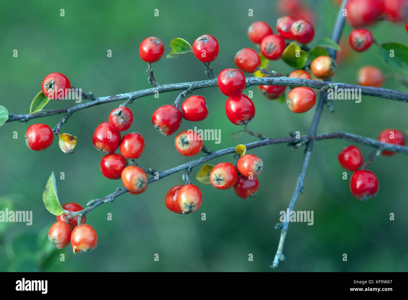 Cotoneaster strigosus berries, fruits on branch in autumn Cotoneaster berries Stock Photo