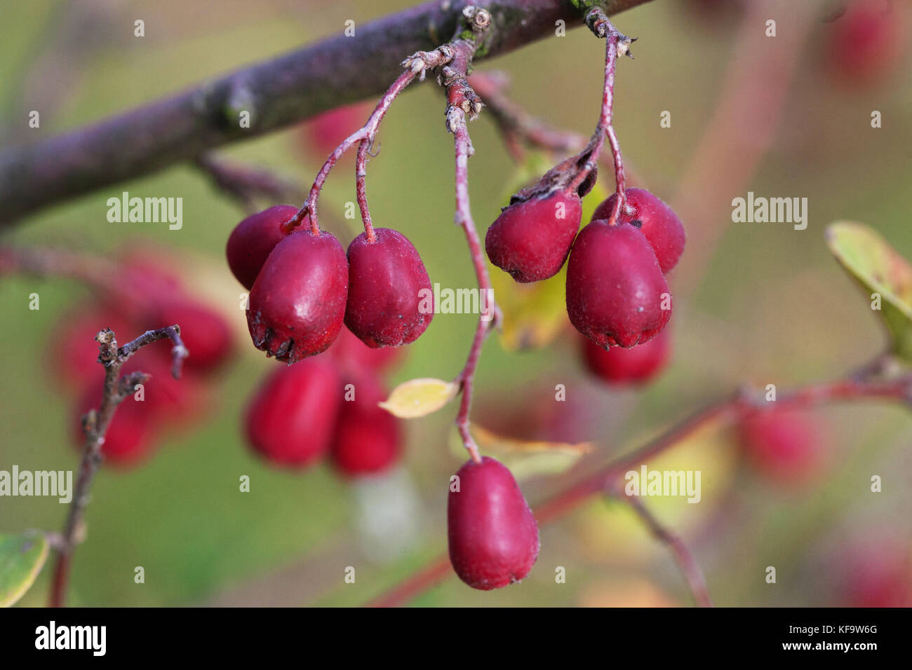 Cotoneaster gracilis red berries, fruits on branch, shrub in autumn Cotoneaster berries Stock Photo