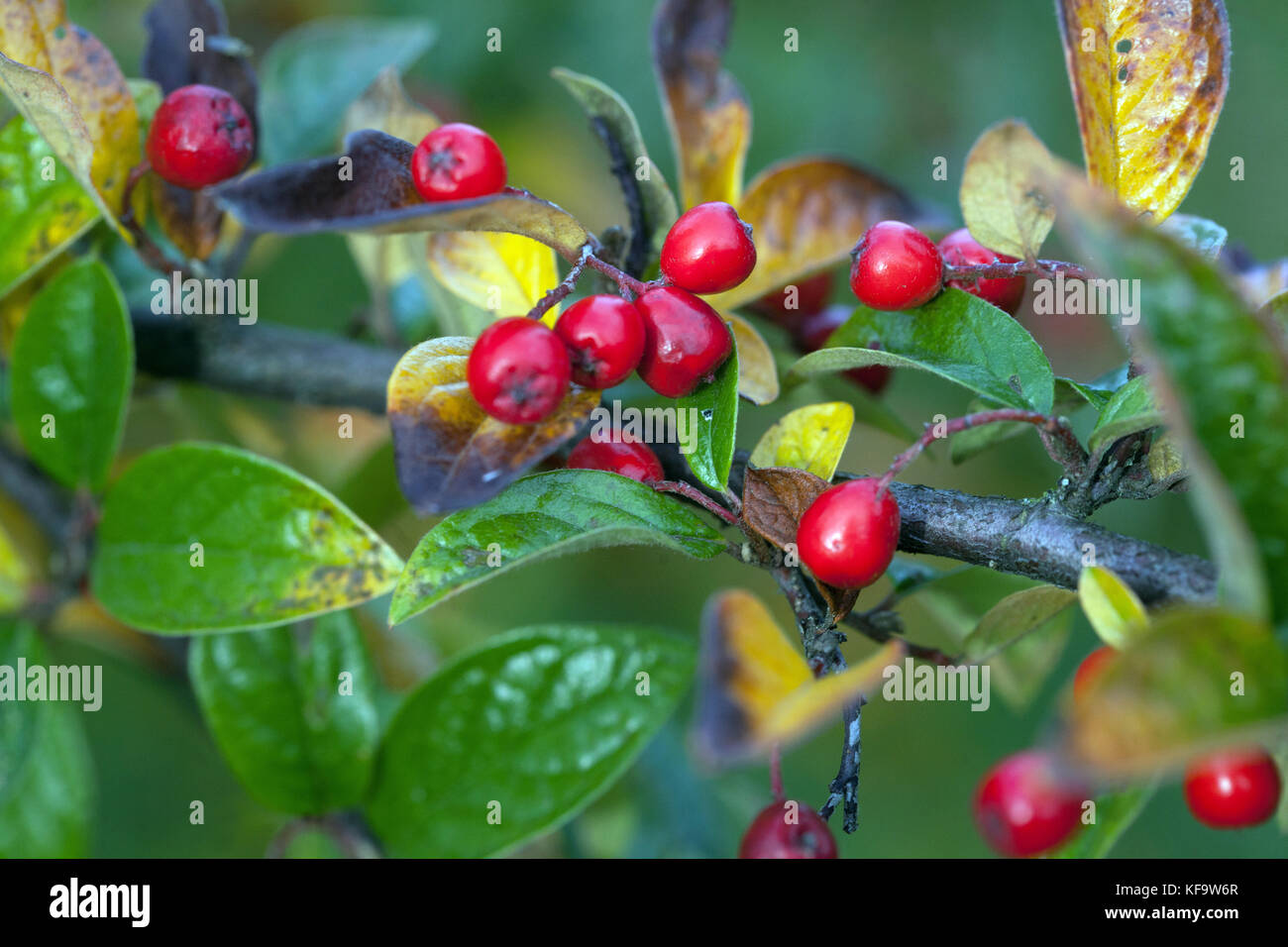 Cotoneaster neoantoninae red berries, fruits on a branch, a shrub in autumn Cotoneaster berries Stock Photo