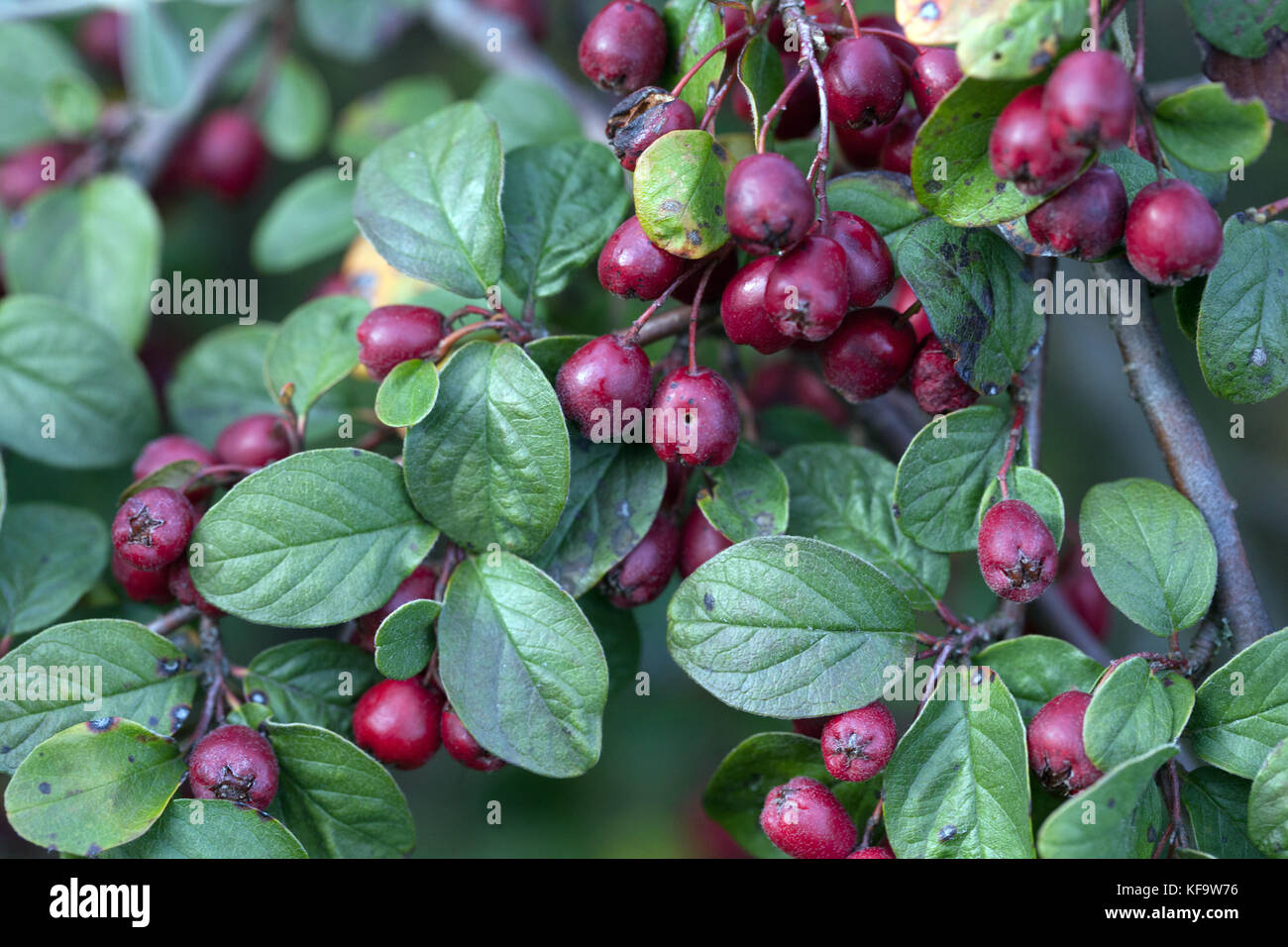 Cotoneaster schantungensis dark red berries, fruits on branch, shrub in autumn Cotoneaster berries Stock Photo