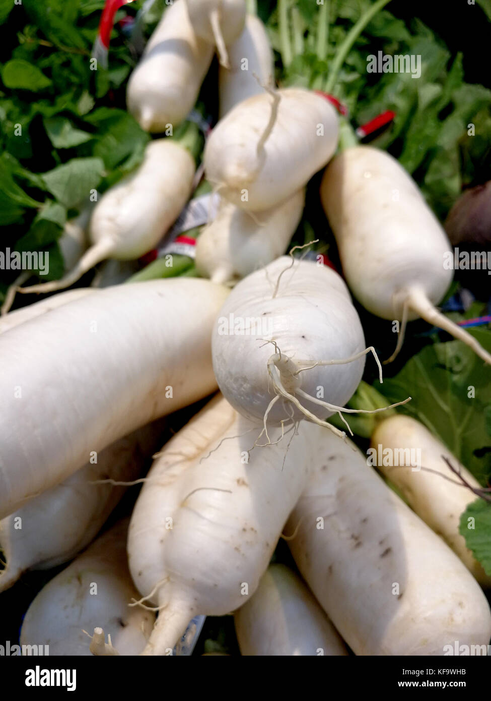 turnips with roots Stock Photo Alamy