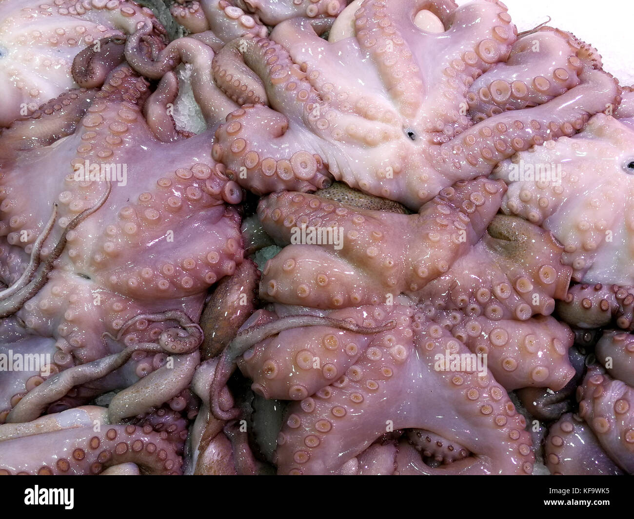 octopuses at market Stock Photo - Alamy