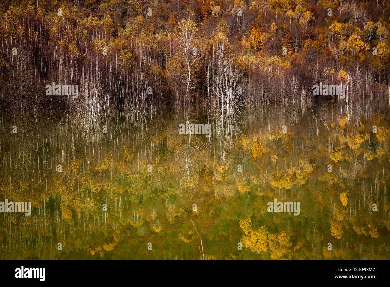 colorful autumn trees reflecting in lake Stock Photo - Alamy