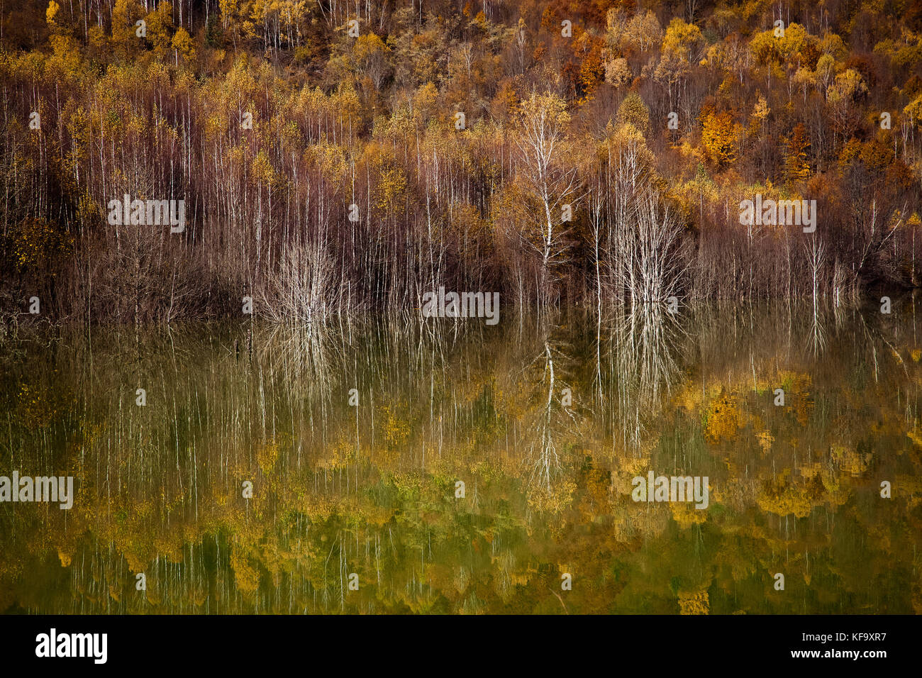 colorful autumn trees reflecting in lake Stock Photo - Alamy