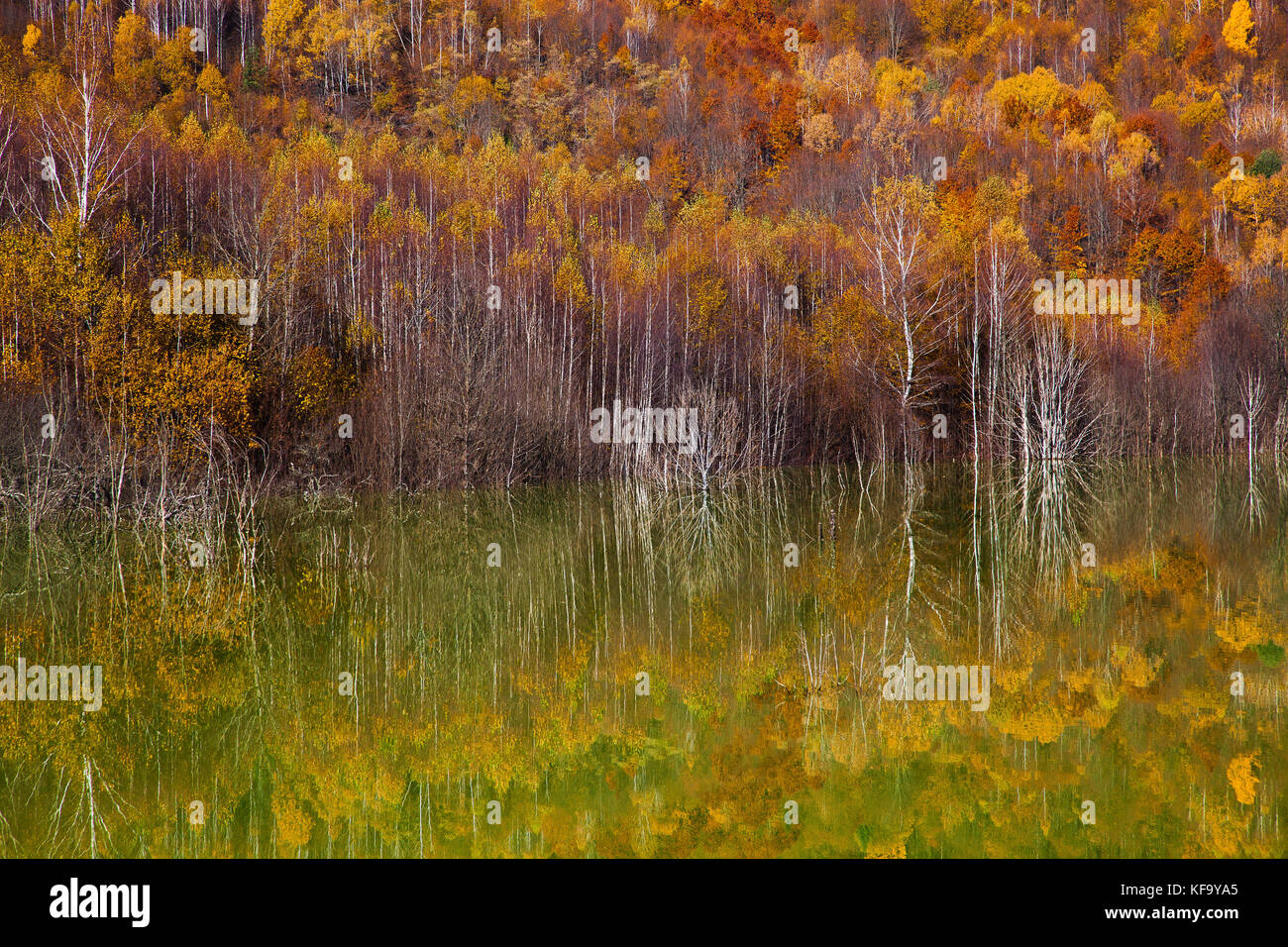 colorful autumn trees reflecting in lake Stock Photo - Alamy