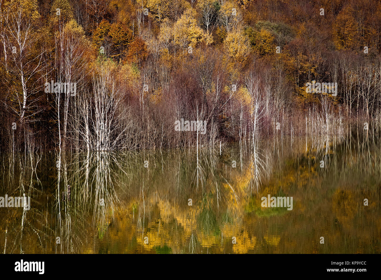 colorful autumn trees reflecting in lake Stock Photo - Alamy