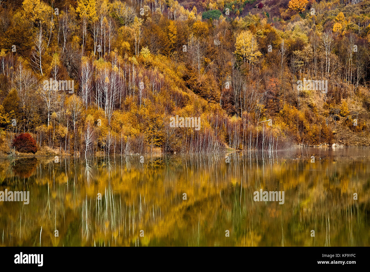 colorful autumn trees reflecting in lake Stock Photo - Alamy