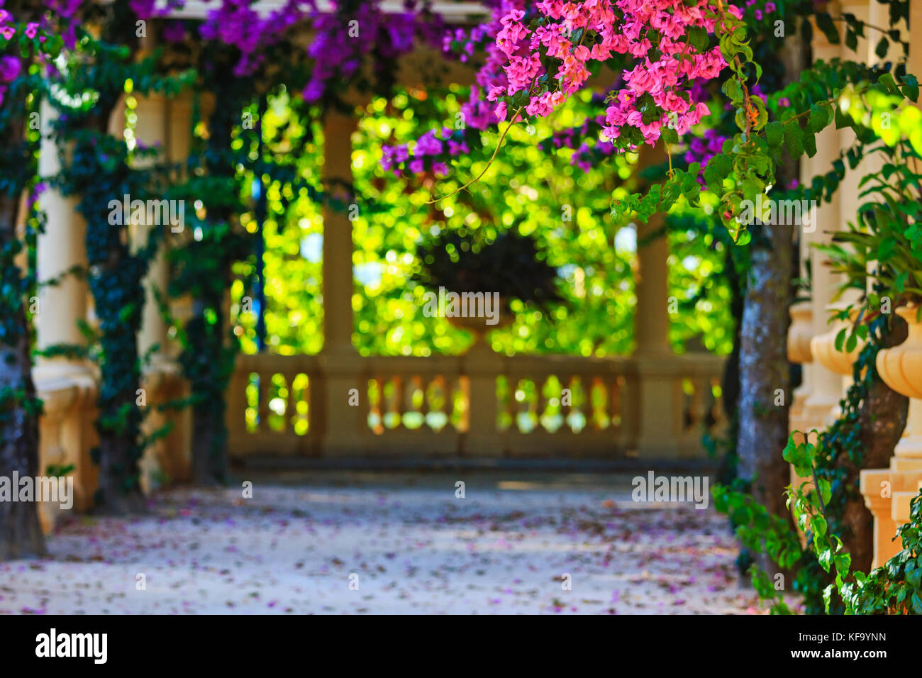 pink flowers in the ancient courtyard Stock Photo