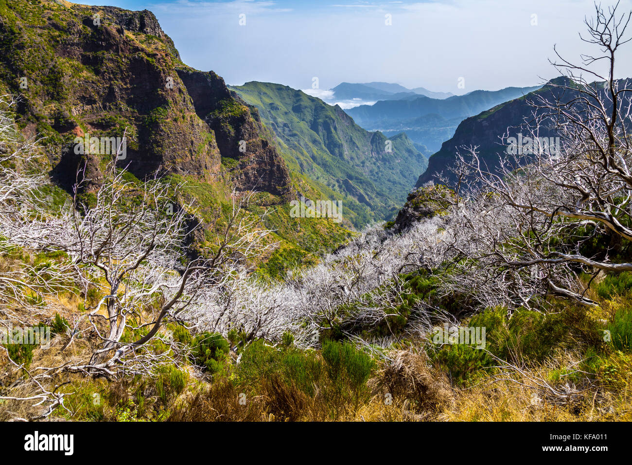 White trees damaged by fire along the hiking route from Pico do Arieiro to Pico Ruivo, Madeira, Portugal Stock Photo