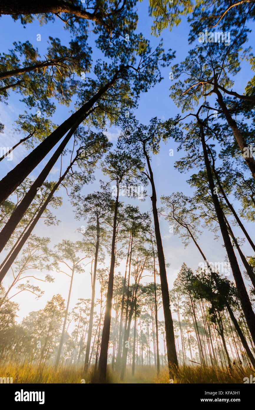 Sun's rays make their way through the trunks of trees in a pine forest ...
