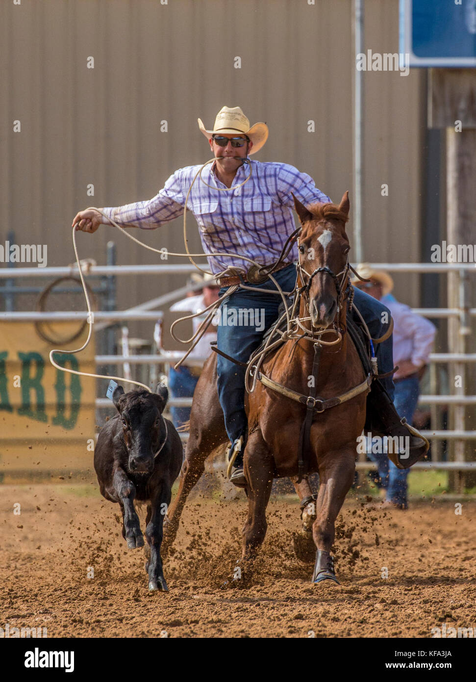 Tie Down Roping event at 4th Annual Fall PRCA Rodeo in Arcadia Florida Stock Photo