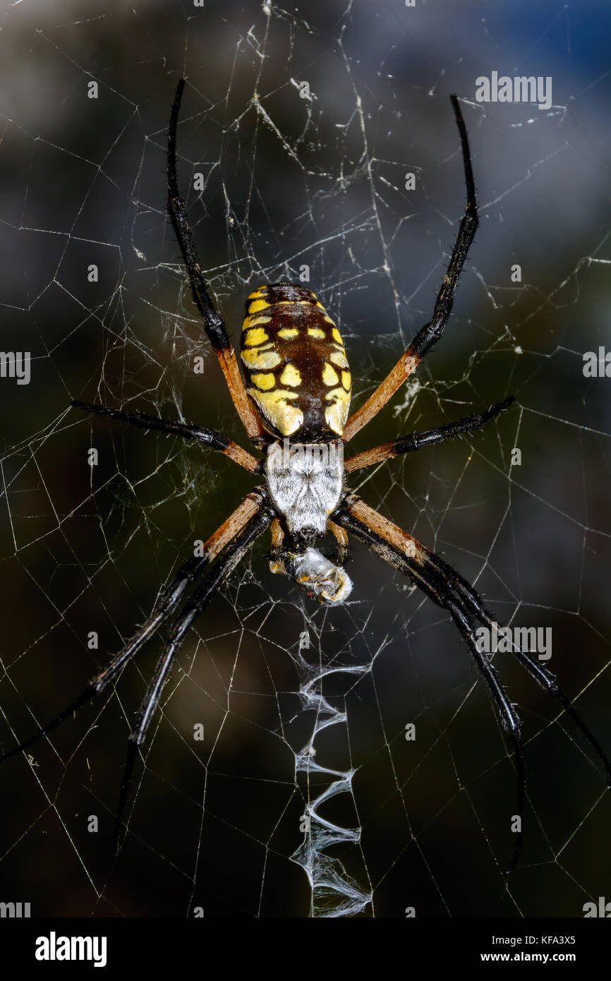 Large Black and Yellow Argiope Orb Weaver Spider (Argiope aurantia) Stock Photo
