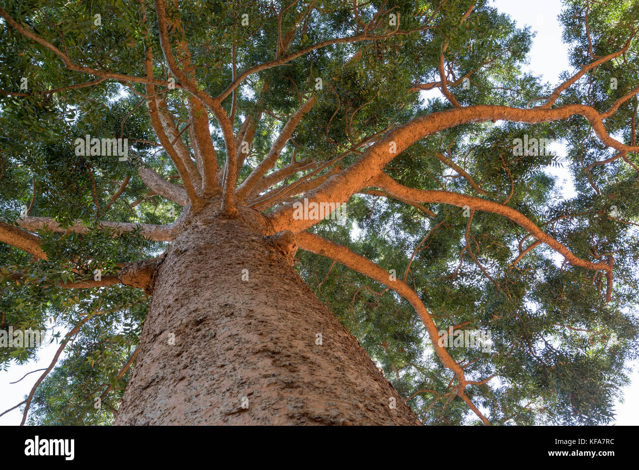 Queensland Kauri tree, Agathis robusta, Watt Park, Lavender bay, Sydney Stock Photo