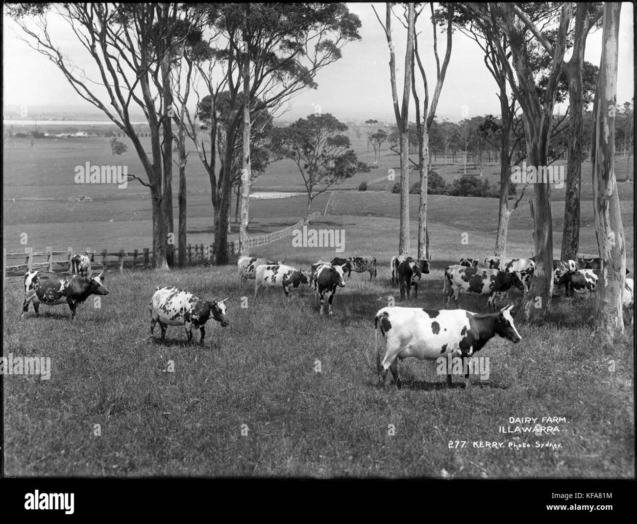 Dairy Farm, Illawarra (4903257437 Stock Photo - Alamy