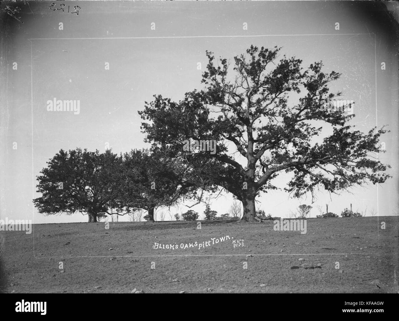 Bligh's Oaks refers to a historical site in Pitt Town, named after Captain William Bligh, famous for his role in the Mutiny on the Bounty, associated with his Australian landholdings. Stock Photo