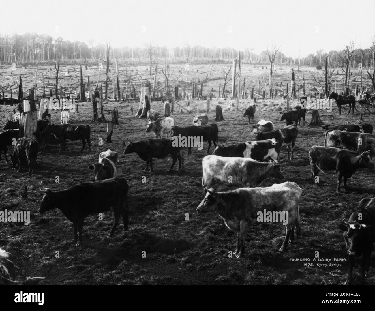 Founding a dairy farm (2363531874 Stock Photo Alamy