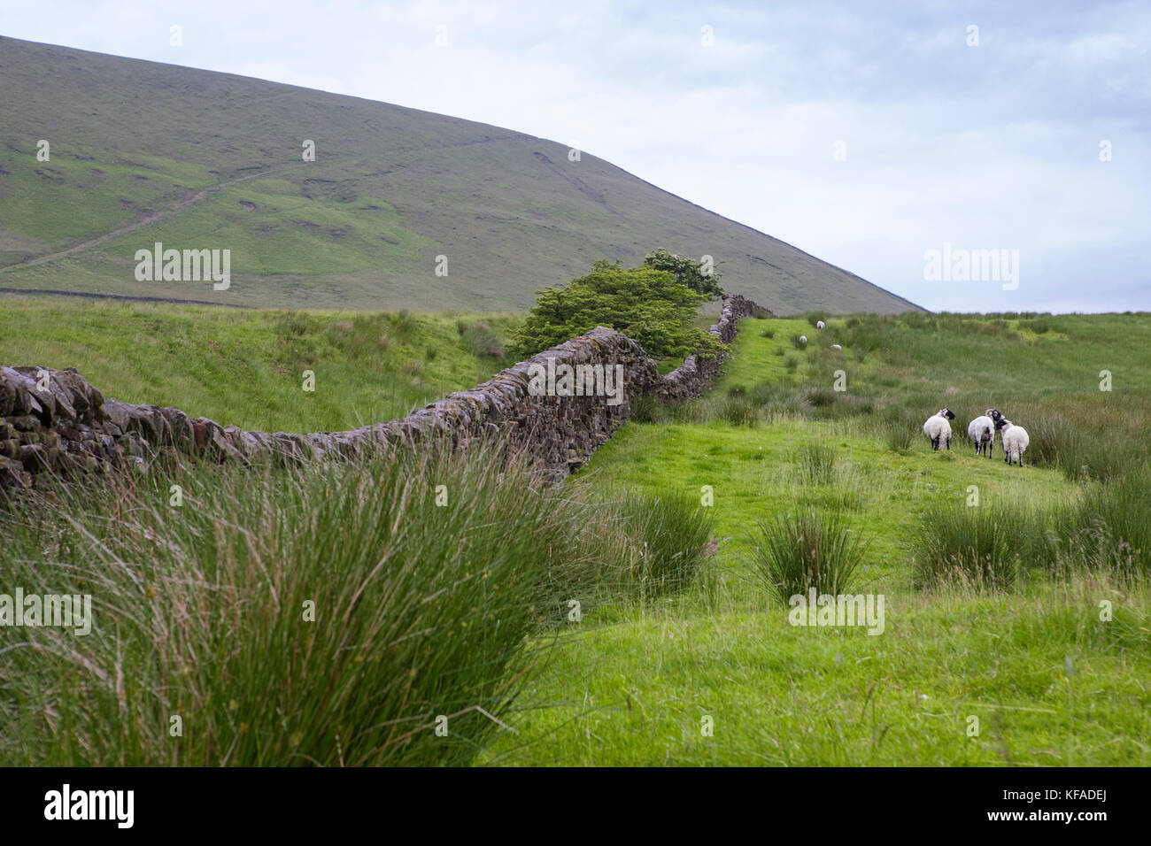 Pendle Hill from Ing Head Farm, Barley Lane, Lancashire, England, UK Stock Photo