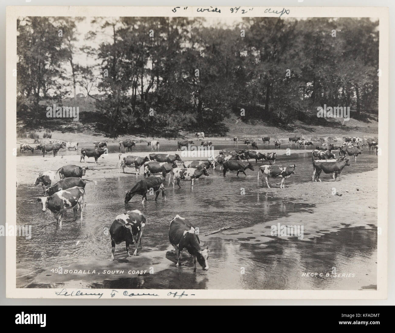 Cattle ranching images hi-res stock photography and images - Alamy