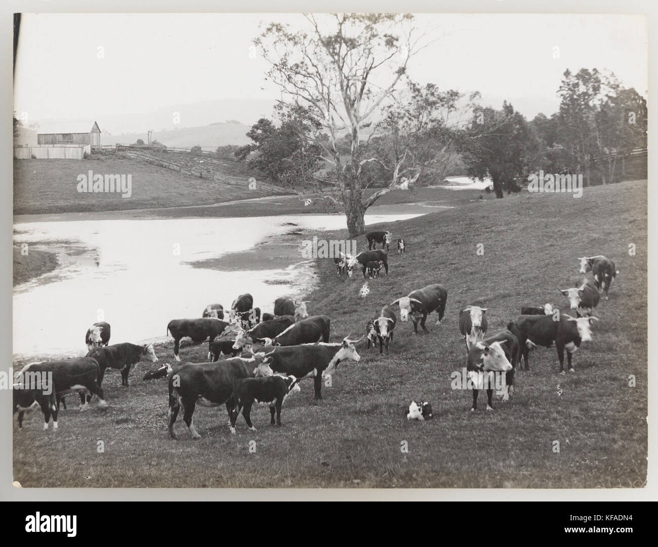 1920s cattle industry hi-res stock photography and images - Alamy
