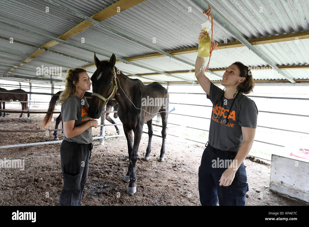 Animal Shelter Volunteers High Resolution Stock Photography And Images Alamy