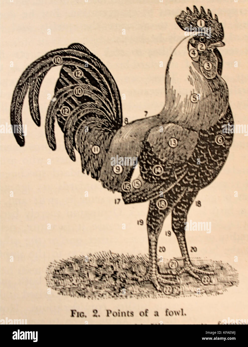 Fowl Point On Map Points of a Fowl 76 Stock Photo - Alamy